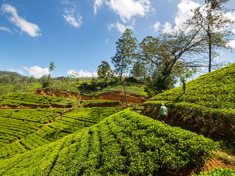 Visit Tea Gardens